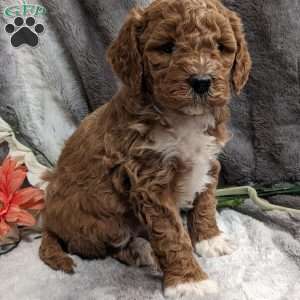 Misty, Mini Goldendoodle Puppy